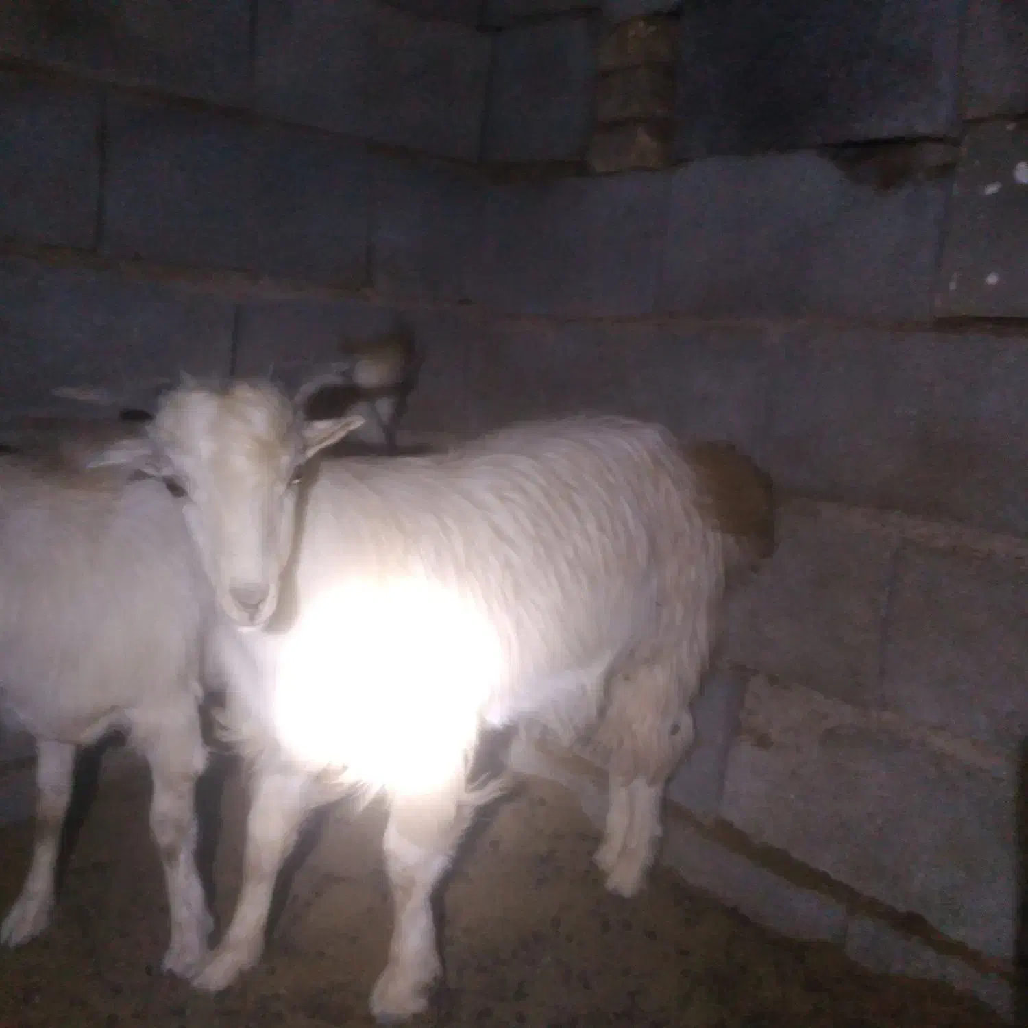 کهره نر چاق|حیوانات مزرعه|ارزوئیه, |دیوار