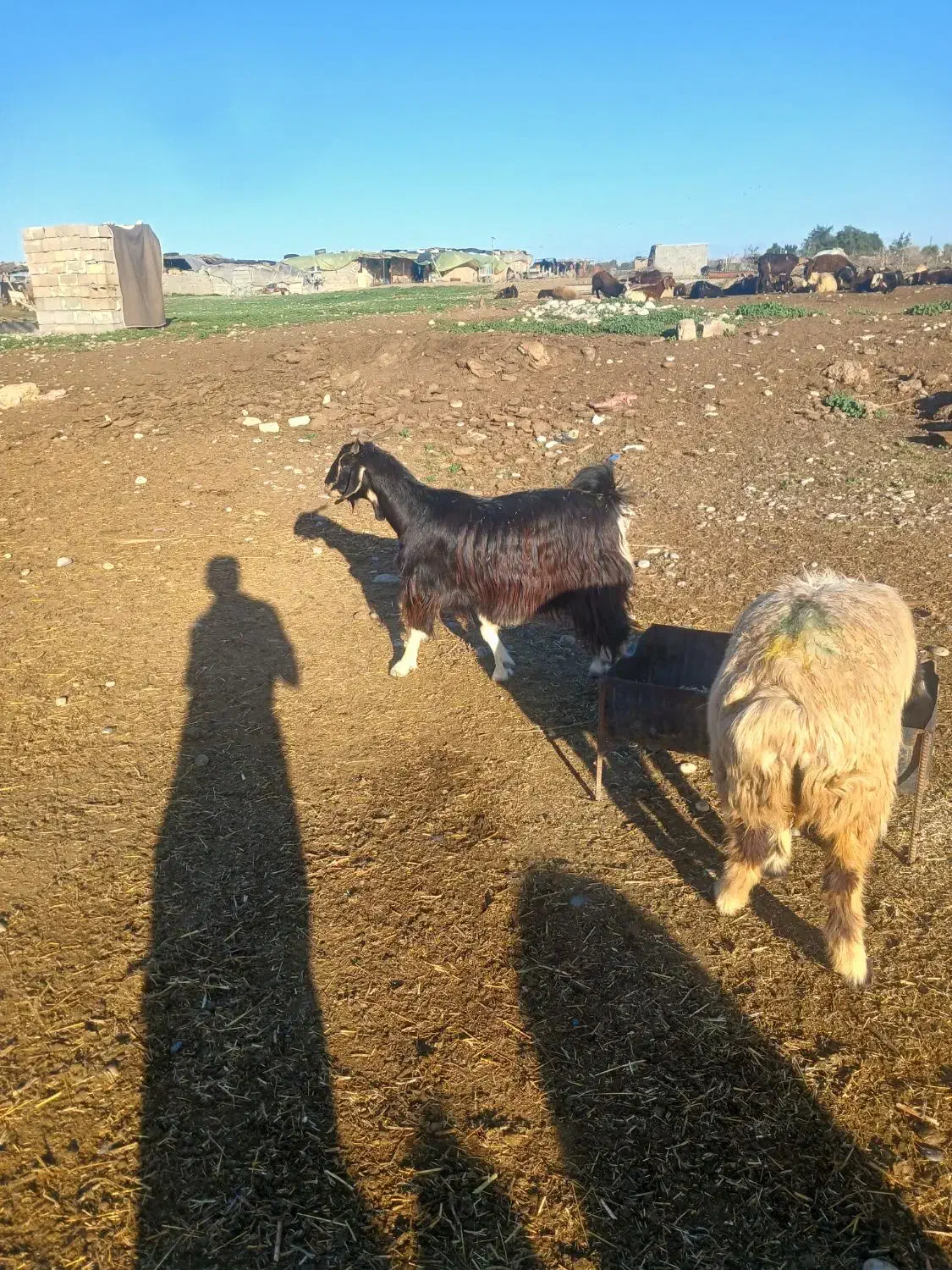 دو راس بز چپر|حیوانات مزرعه|دزفول, |دیوار