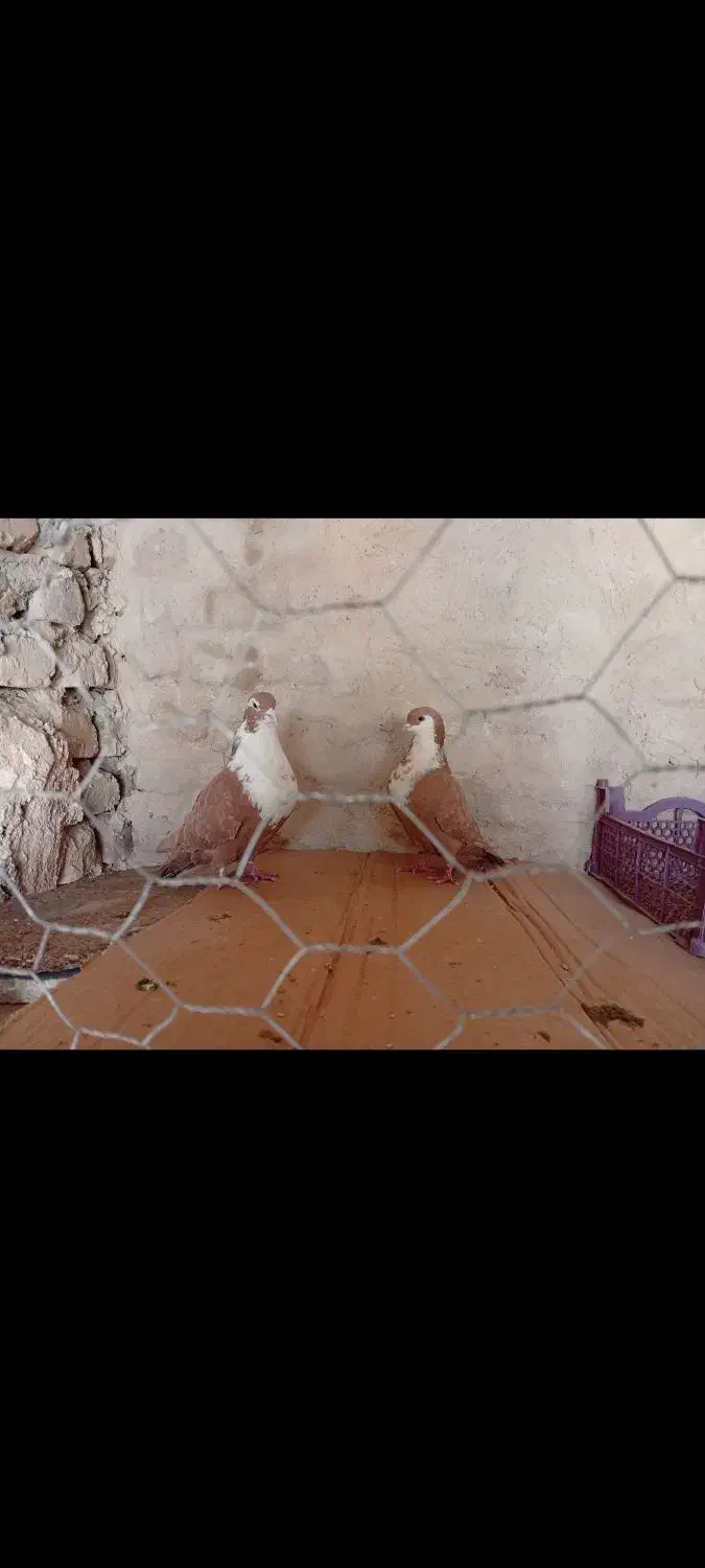 ریش گلاب|پرنده|خاش, |دیوار