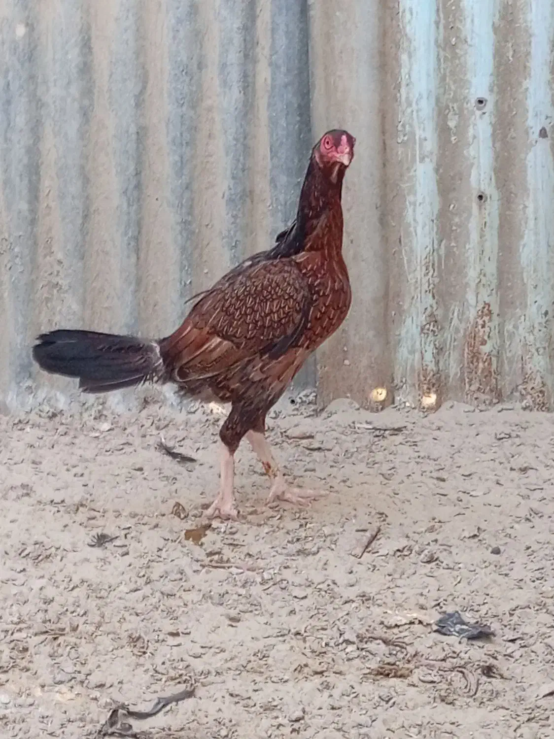 دوتا مرغ نصل خوب|حیوانات مزرعه|کنارک, |دیوار