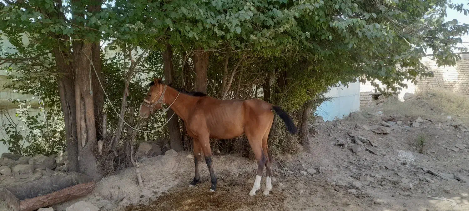 کره مادیون ماده ۲سال وسه ماه سن .جنس دار|اسب و تجهیزات اسبسواری|جونقان, |دیوار