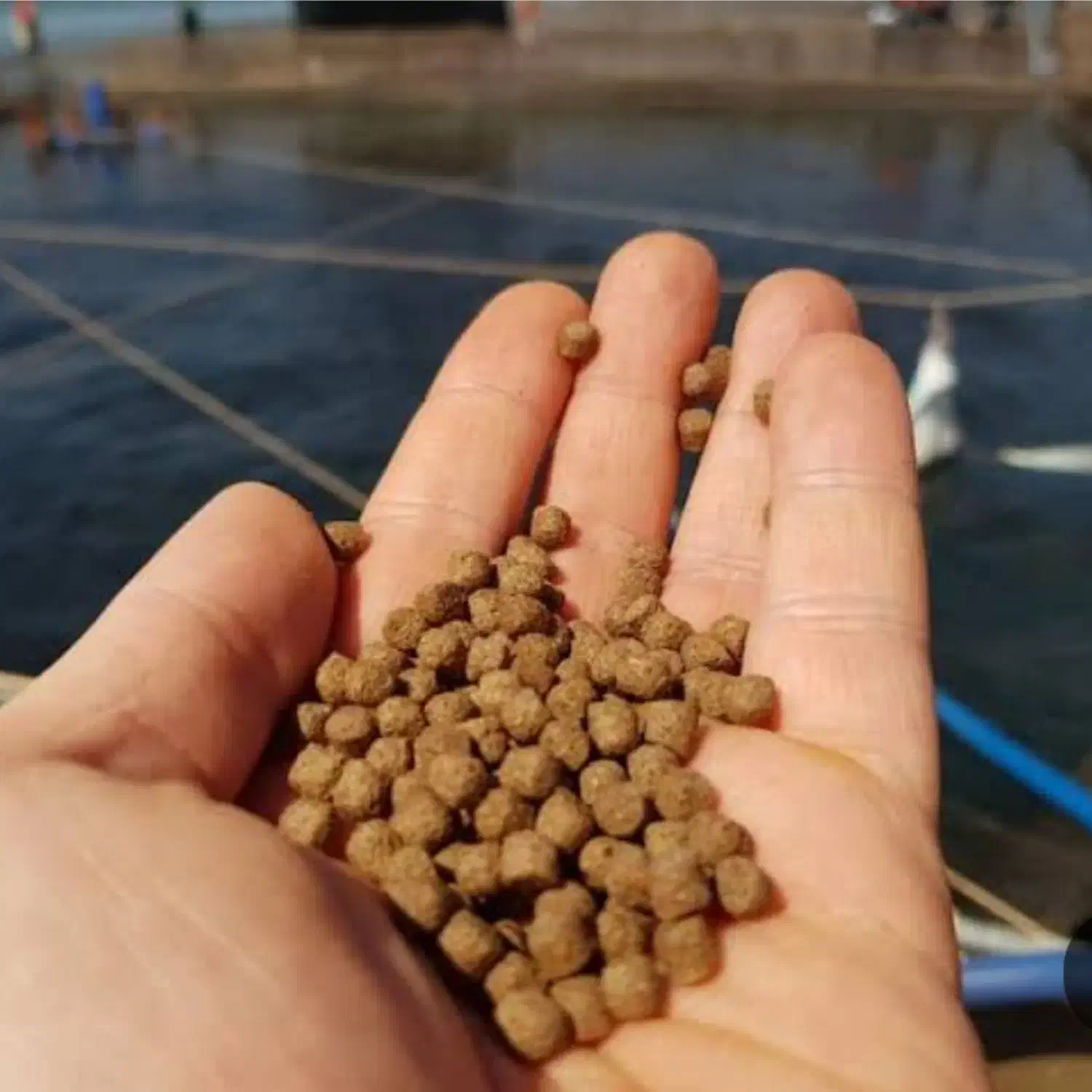 غذای بچه کپور|ماهی|سنندج, |دیوار