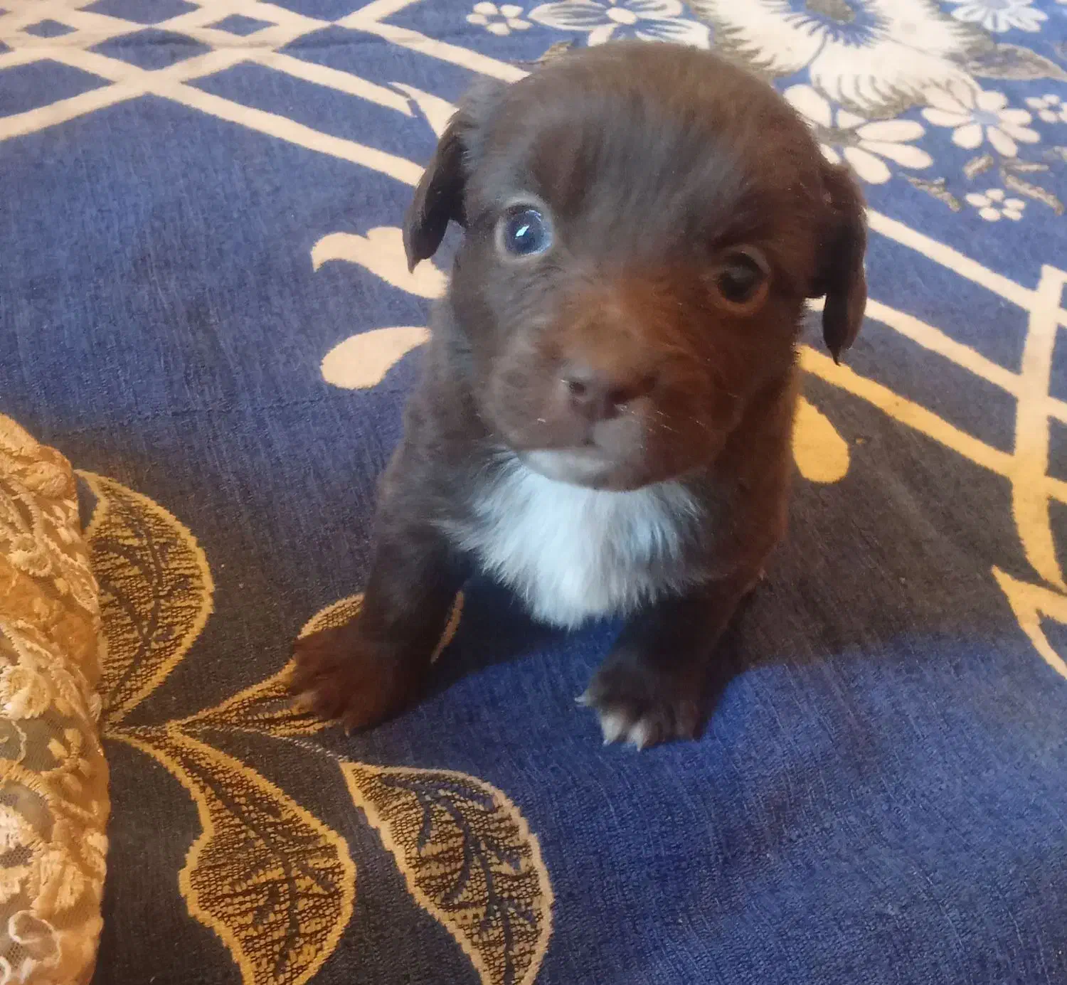 چهار تا توله از نژاد اصیل|سگ|سیرجان, |دیوار