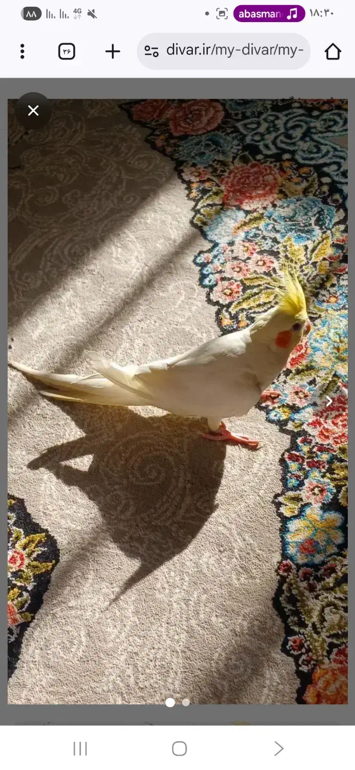 عروس هلندی نر|پرنده|کرج, خرمدشت|دیوار