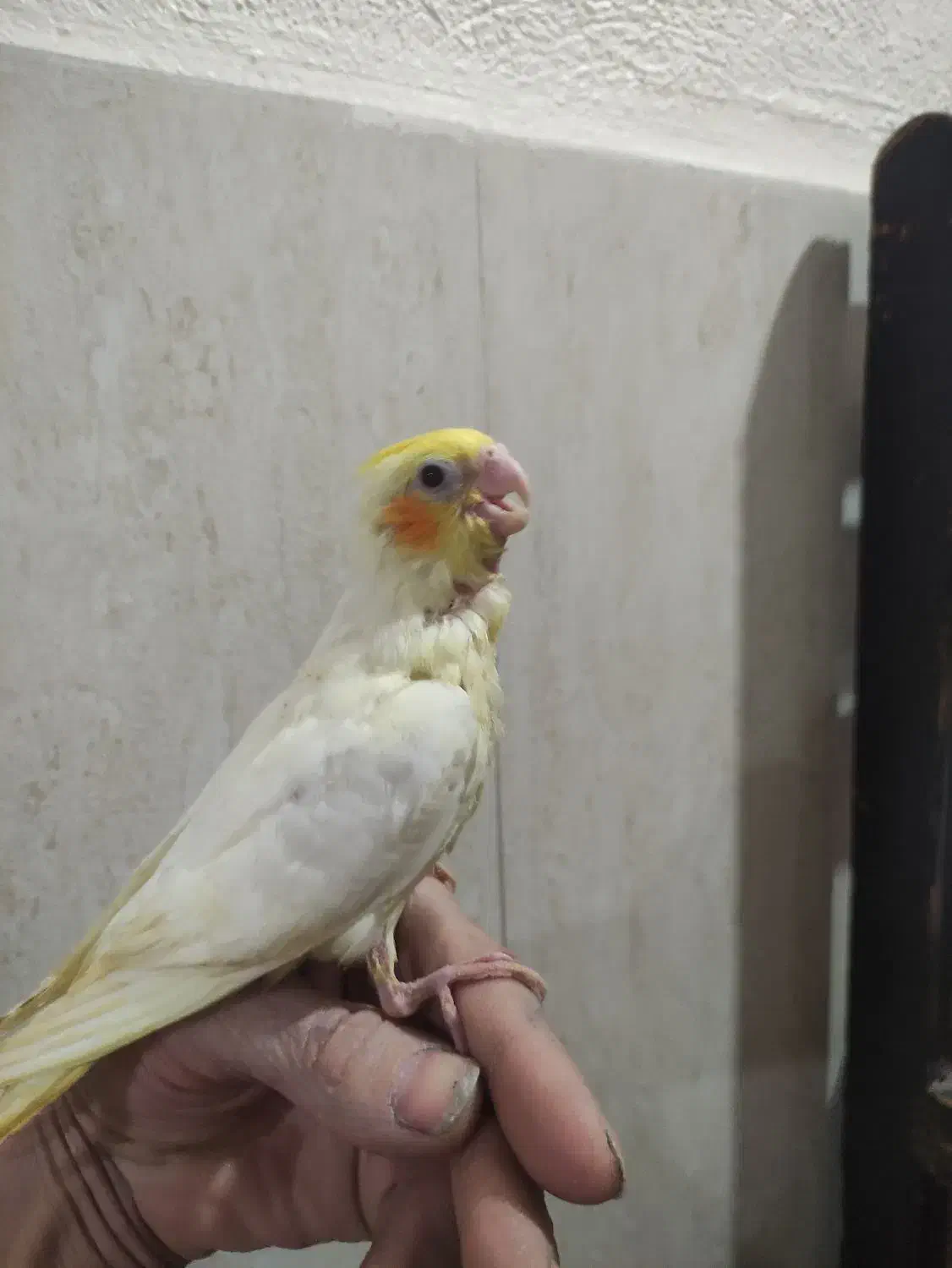 جوجه عروس هلندی نر شاه تخم|پرنده|پاکدشت, پاکدشت (مامازند)|دیوار