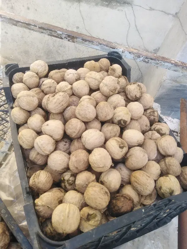 گردو|خوردنی و آشامیدنی|نورآباد ممسنی, |دیوار