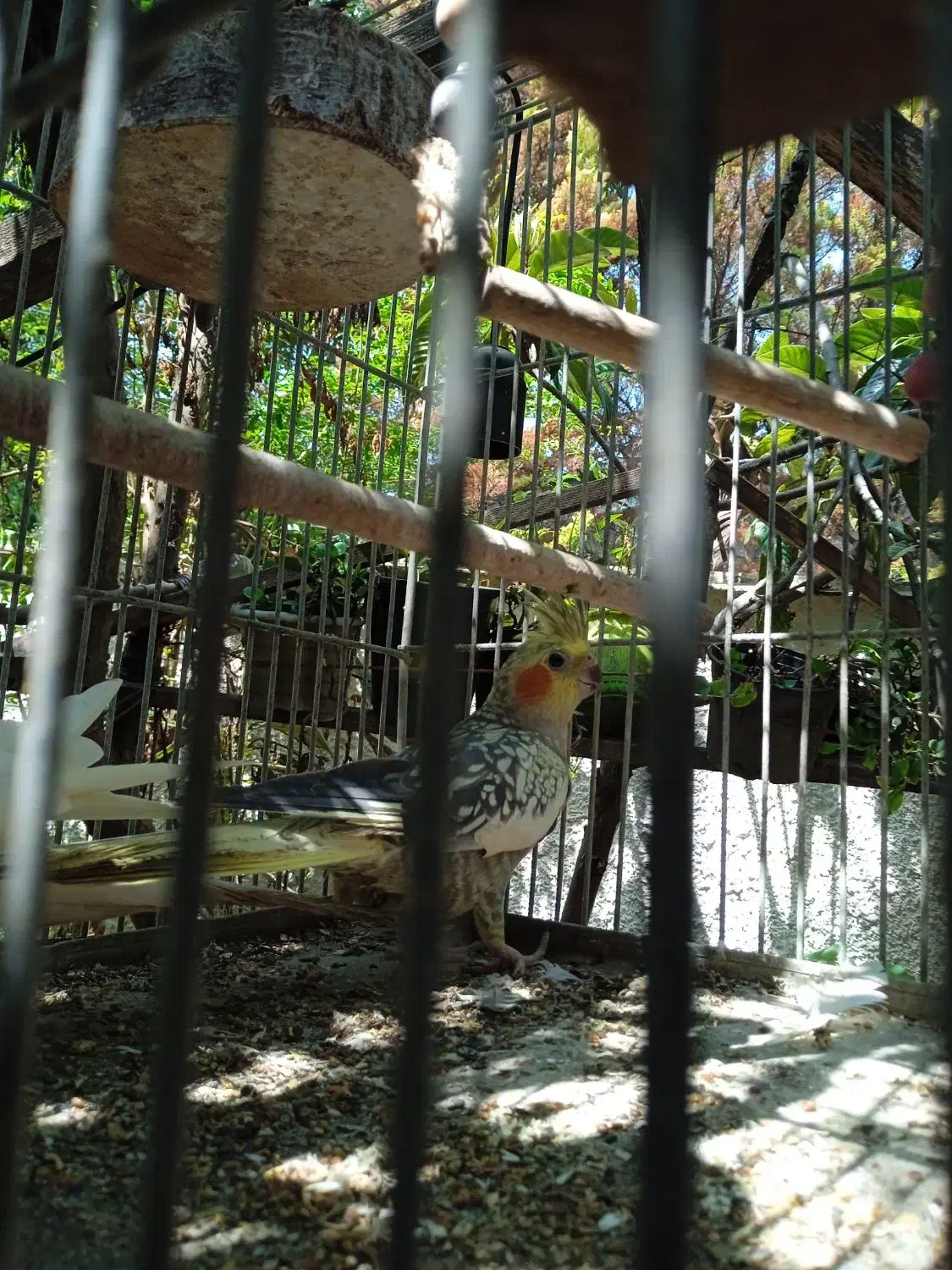 دو عدد عروس هلندی|پرنده|کلارآباد, |دیوار