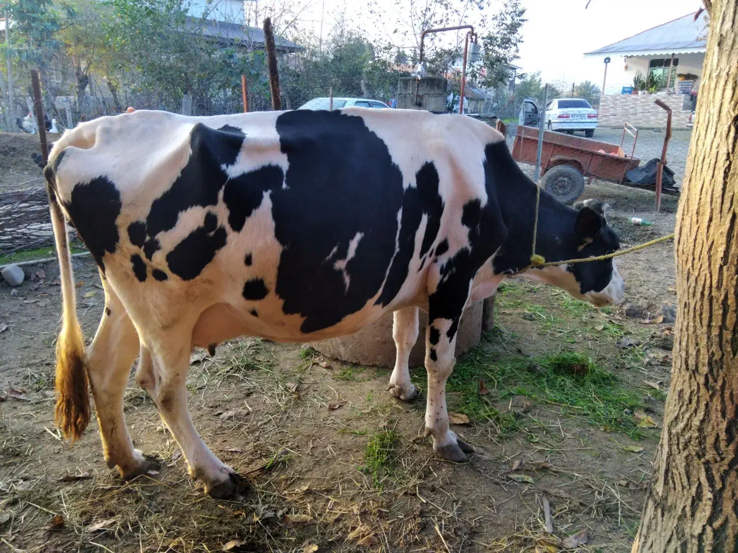 گاو هلشتین شیری  آمریکایی|حیوانات مزرعه|شاندرمن, |دیوار