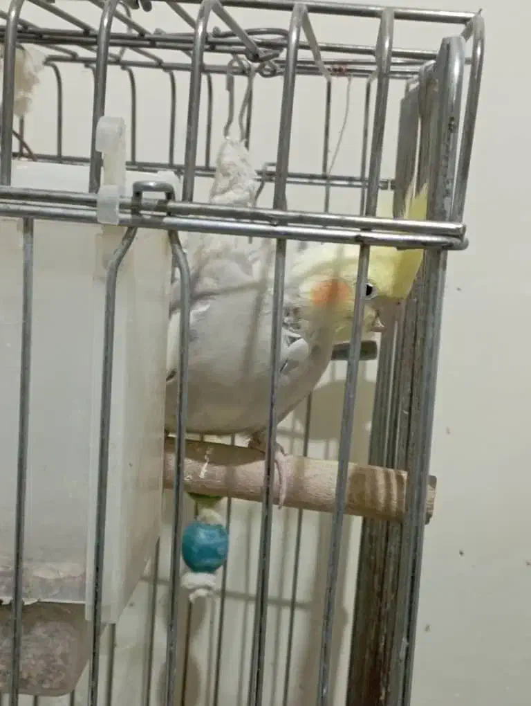 عروس هلندی لوتینو|پرنده|پردیس, فاز ۱۱|دیوار