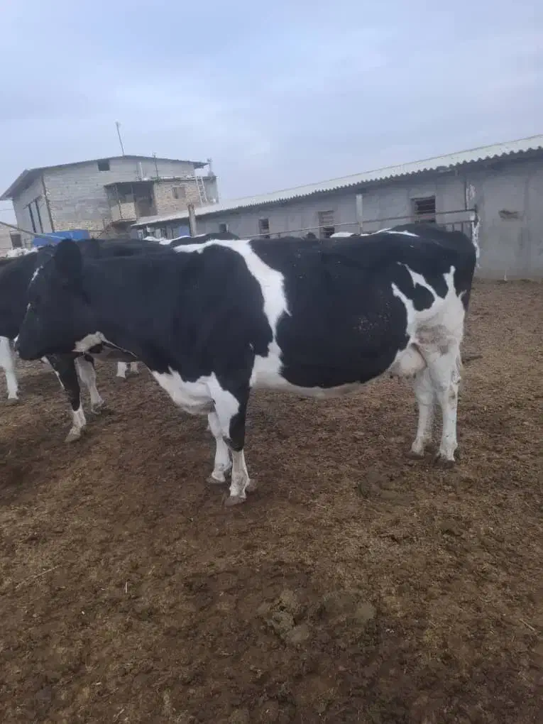 گاوهای جوان|حیوانات مزرعه|تاکستان, |دیوار