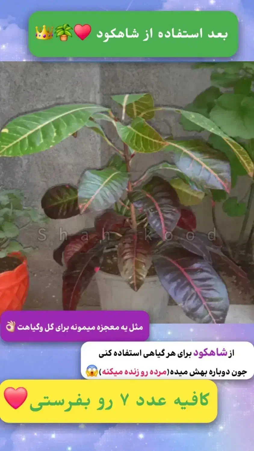 بررسی ،چکاپ تعویض خاک،کوددهی،حضوری گل وگیاه|گل و گیاه طبیعی|بیرجند, |دیوار