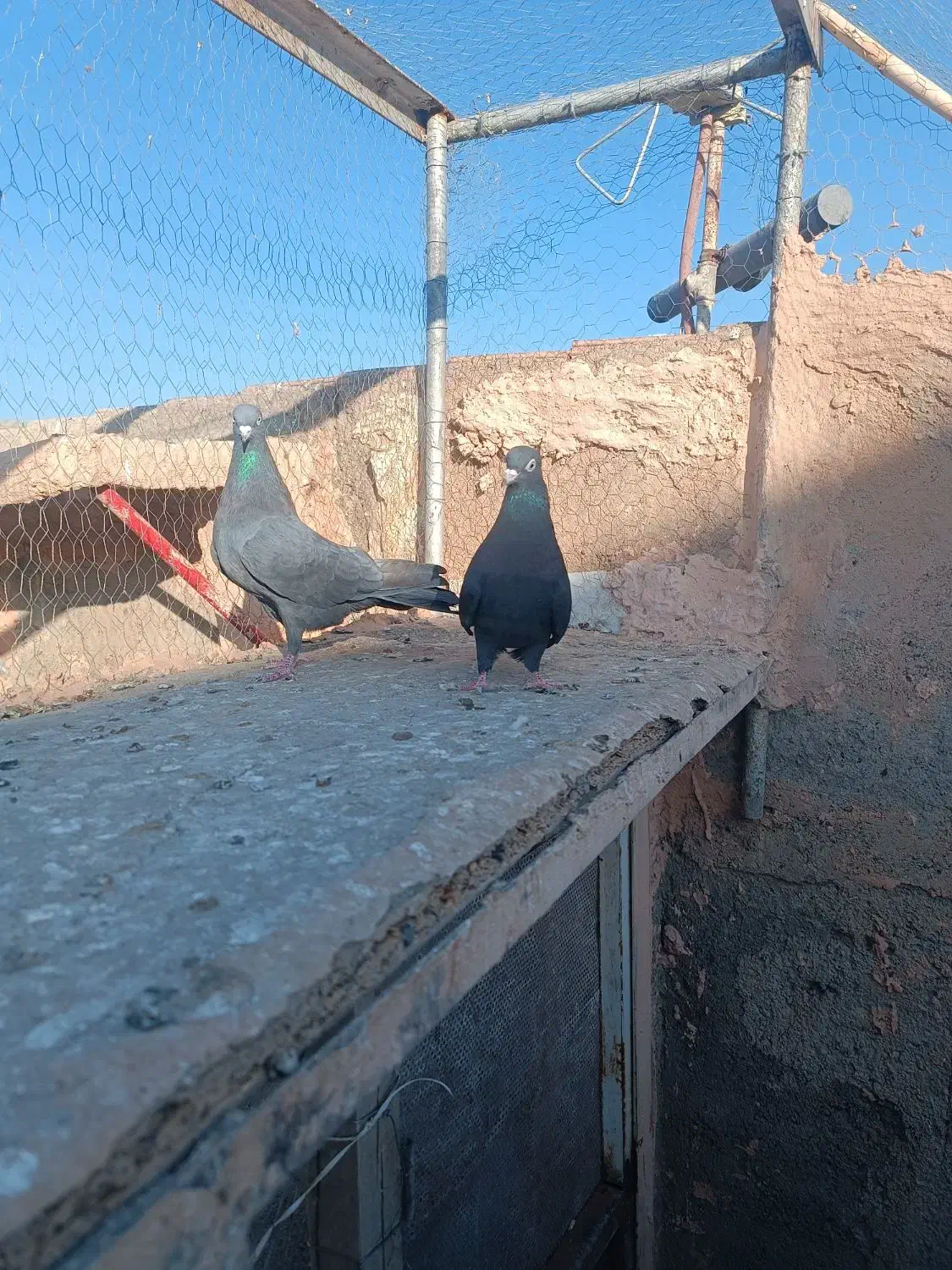 کلاغ رسمی|پرنده|سبزوار, قصبه شرقی|دیوار