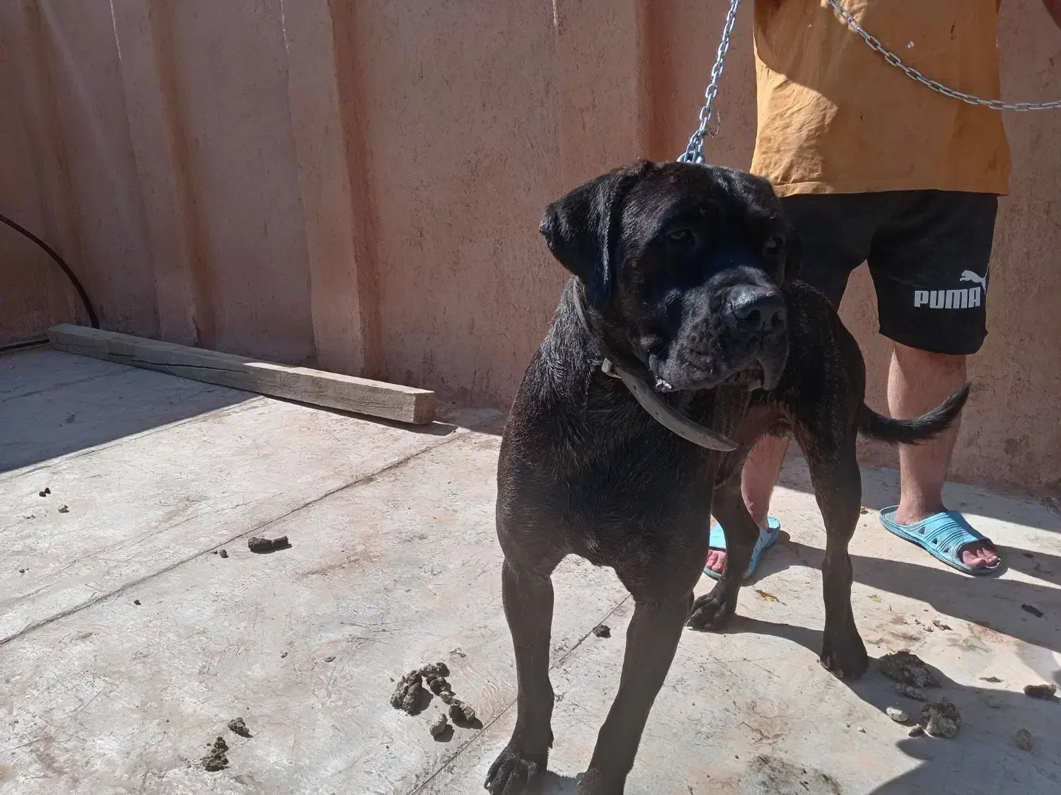 کن کروسو|سگ|شیراز, کوشک میدان|دیوار