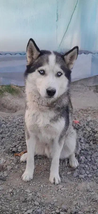 معاوضه سگ هاسکی ماده نژاد سیبرین با سگ نگهبان|سگ|اردبیل, |دیوار