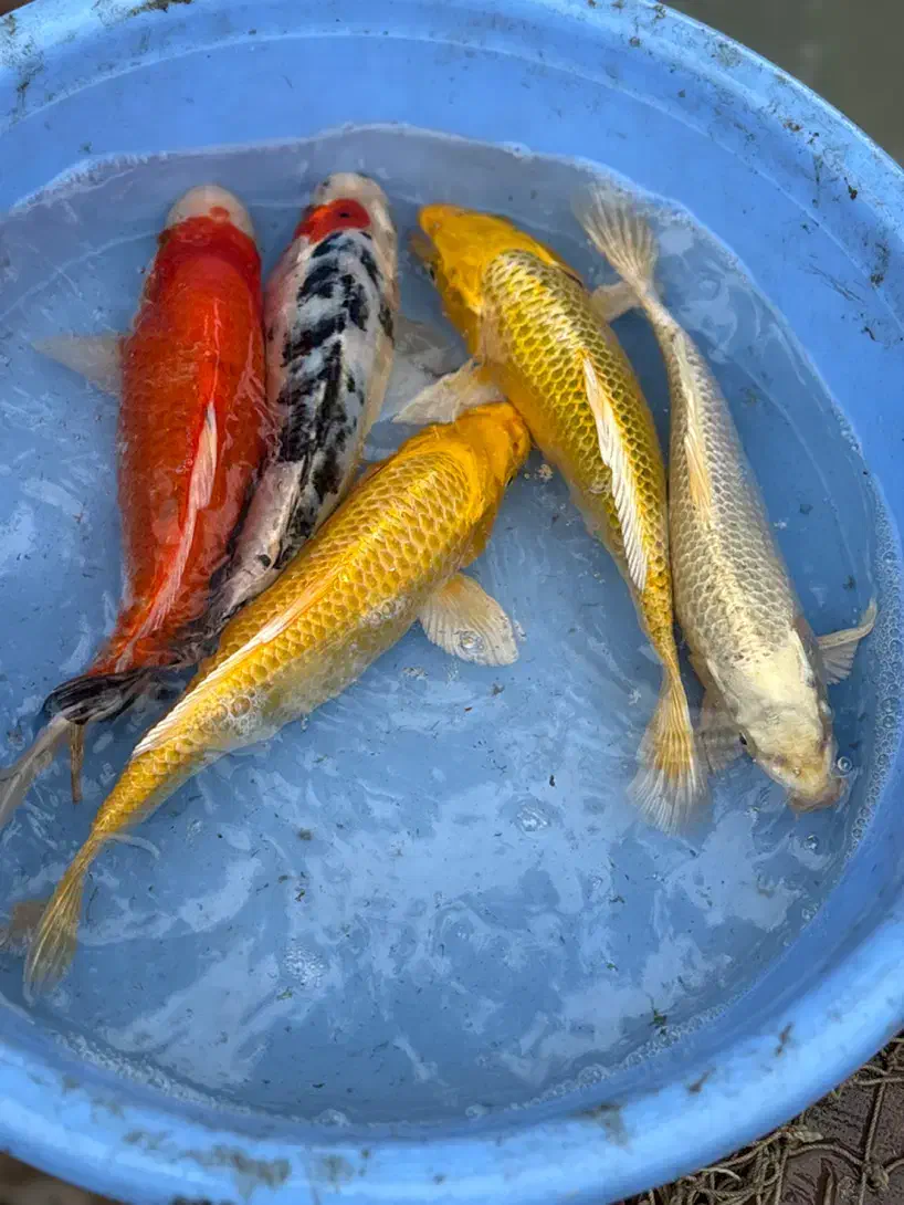 ماهی کوی نژاد|ماهی|رشت, یخسازی|دیوار