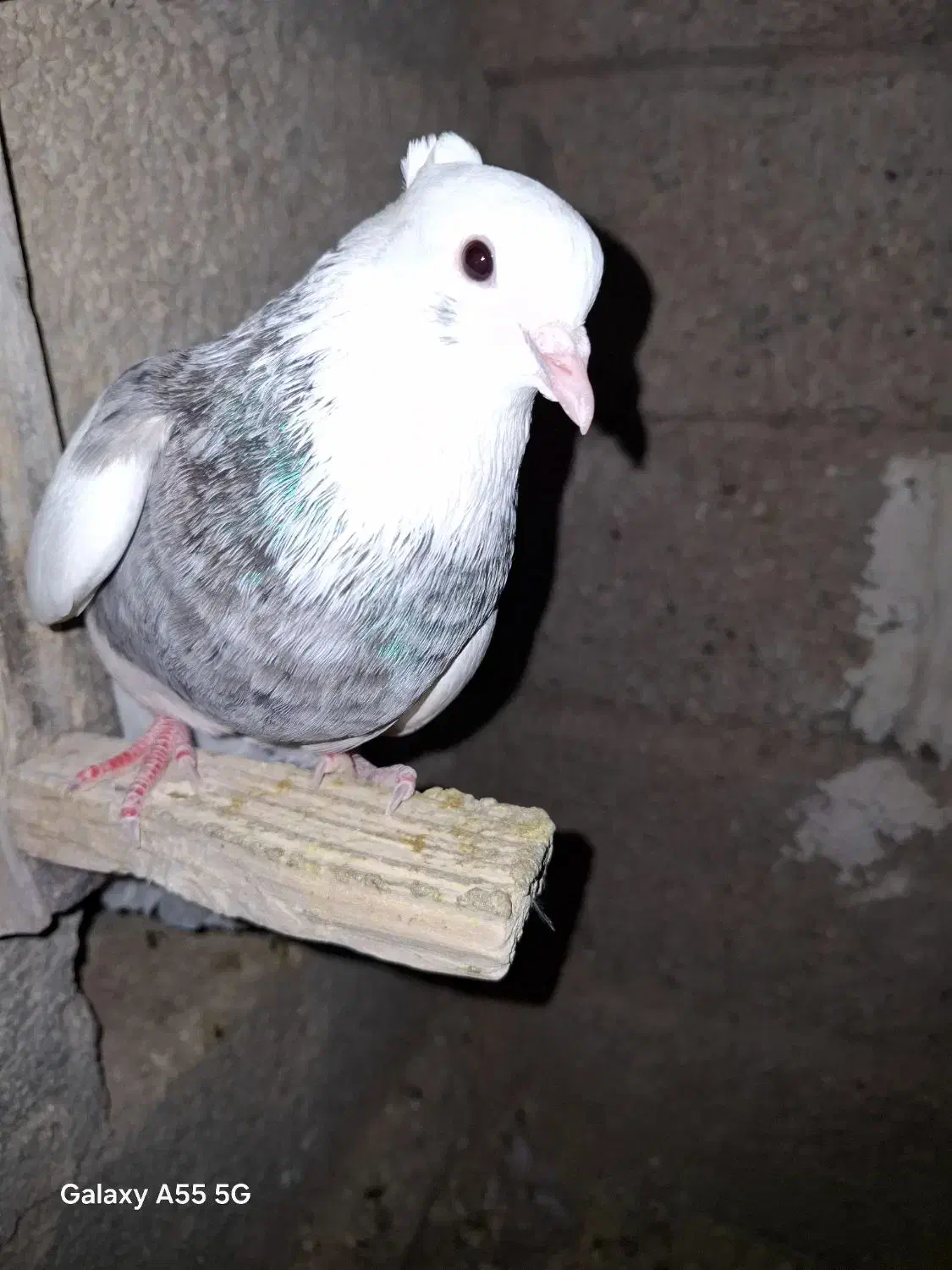 کبوتر|پرنده|فیروزآباد (فارس), |دیوار