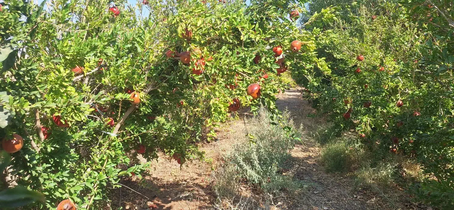 اجاره باغ انار|اجارهٔ دفتر صنعتی، کشاورزی، تجاری|دهاقان, |دیوار