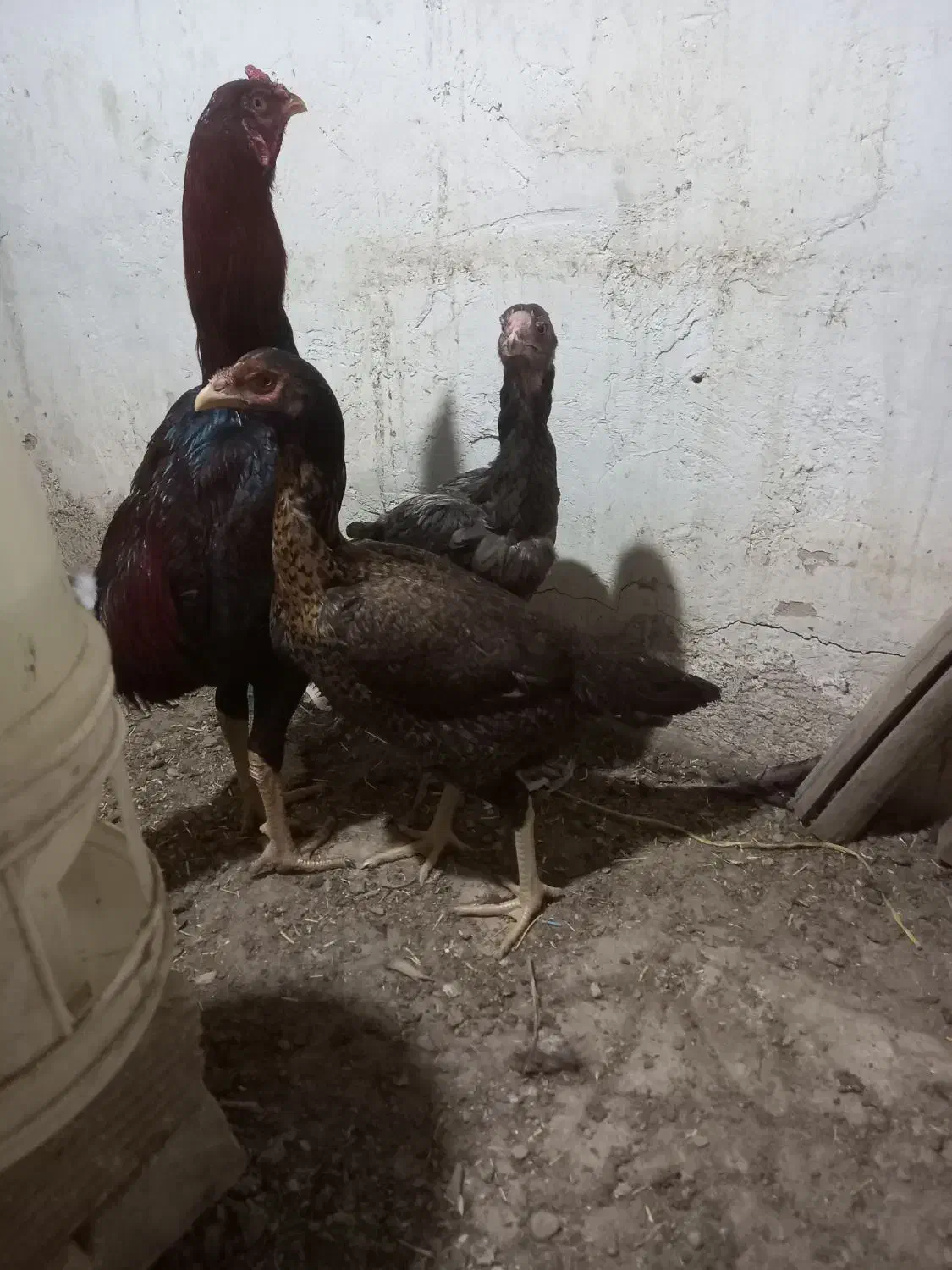 تخم لاری|حیوانات مزرعه|نجف‌آباد, یزدانشهر|دیوار