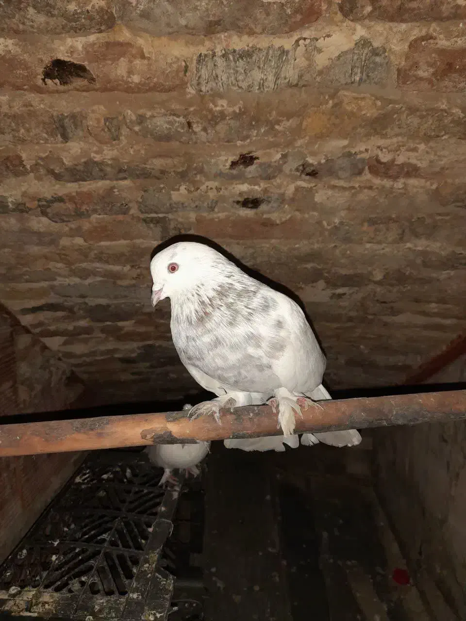 کبوتر دورگه|پرنده|ساری, |دیوار