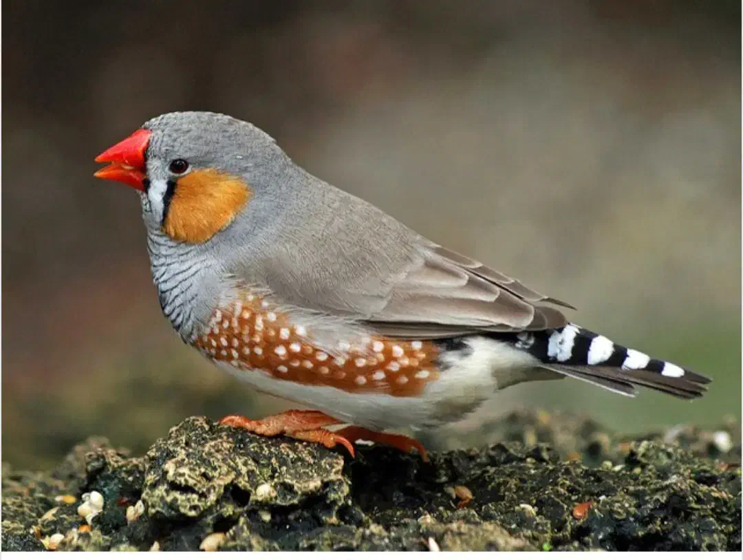 فنچ لپی مولد ۷ عدد بالغ بزرگ|پرنده|سیرجان, |دیوار