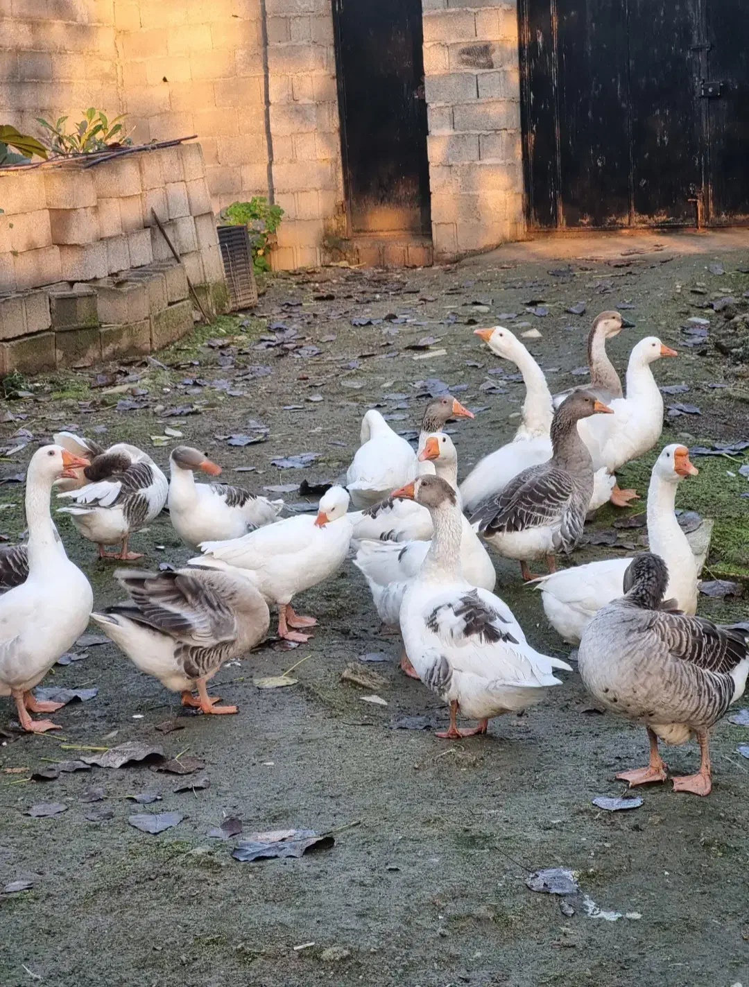 حیوانات|حیوانات مزرعه|رشت, استادسرا|دیوار