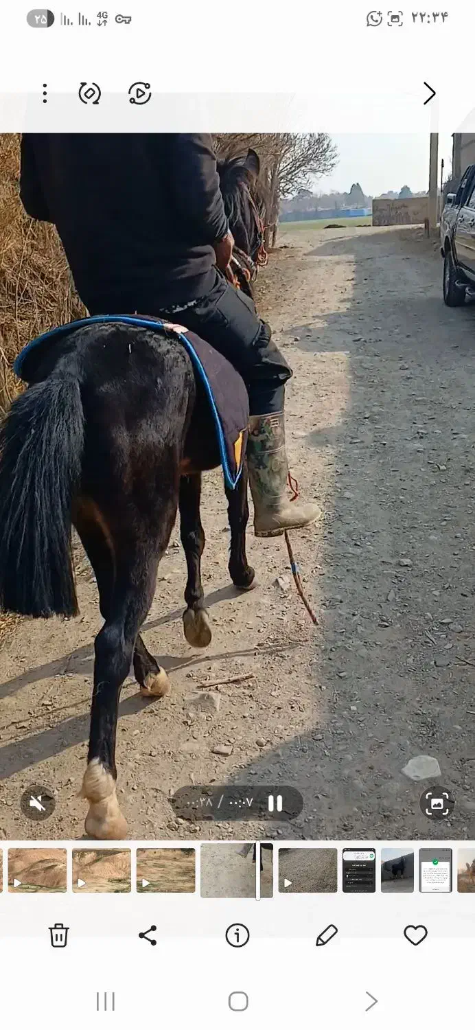 اسب پونی قد ۱۱۰ هس اروم|اسب و تجهیزات اسب‌سواری|تهران, شهرآرا|دیوار