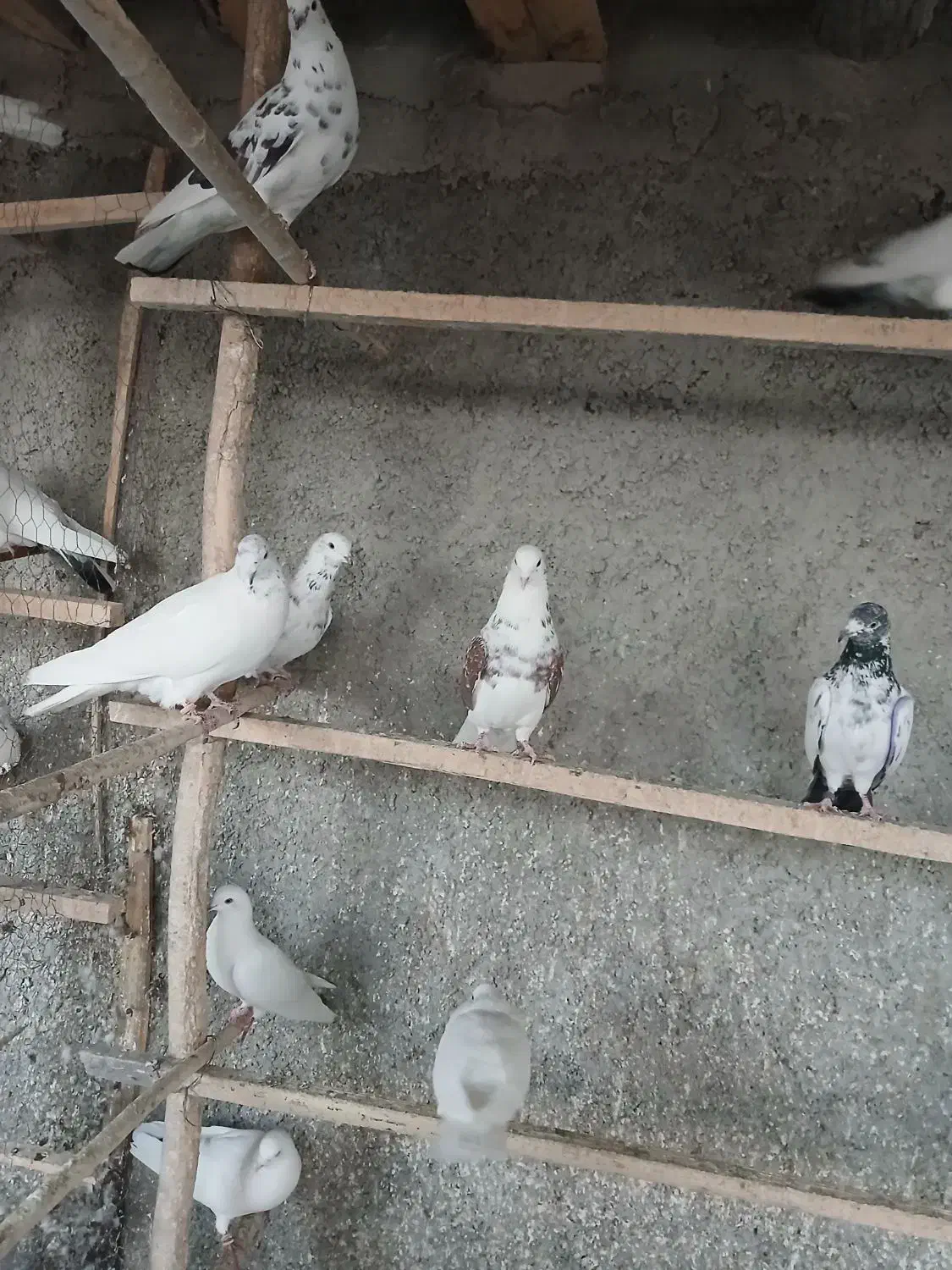 کفتر‌پرشی|پرنده|گیان, |دیوار