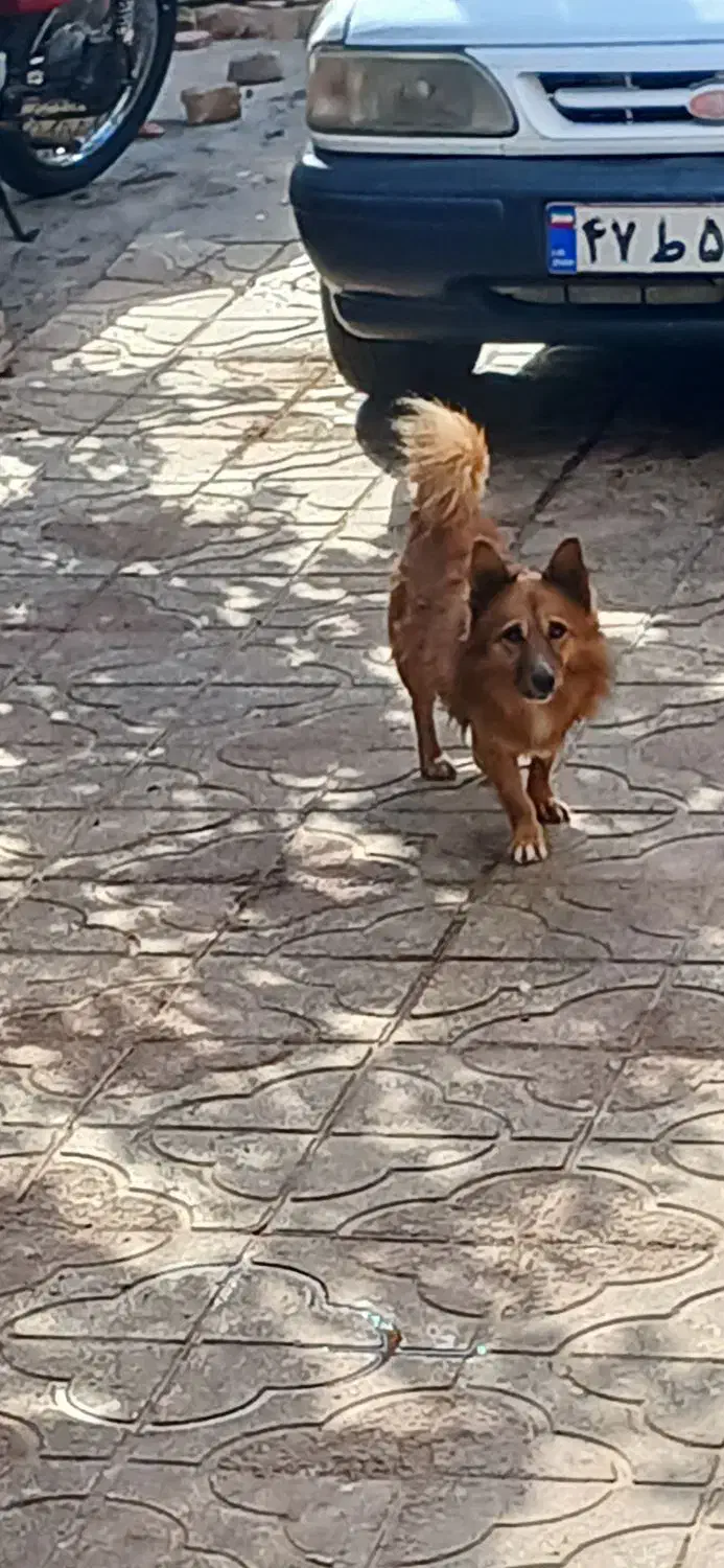 سگ نر پامرین|سگ|منجیل, |دیوار