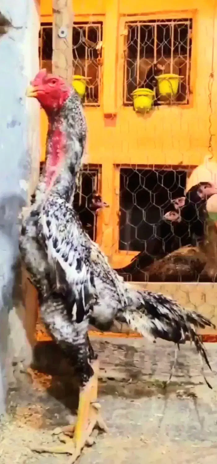 مرغ اوشامو|حیوانات مزرعه|قلعه نو, |دیوار