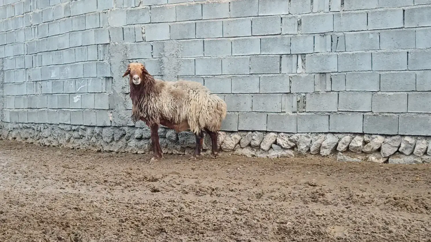 قوچ هترو|حیوانات مزرعه|شیروان (خراسان), |دیوار