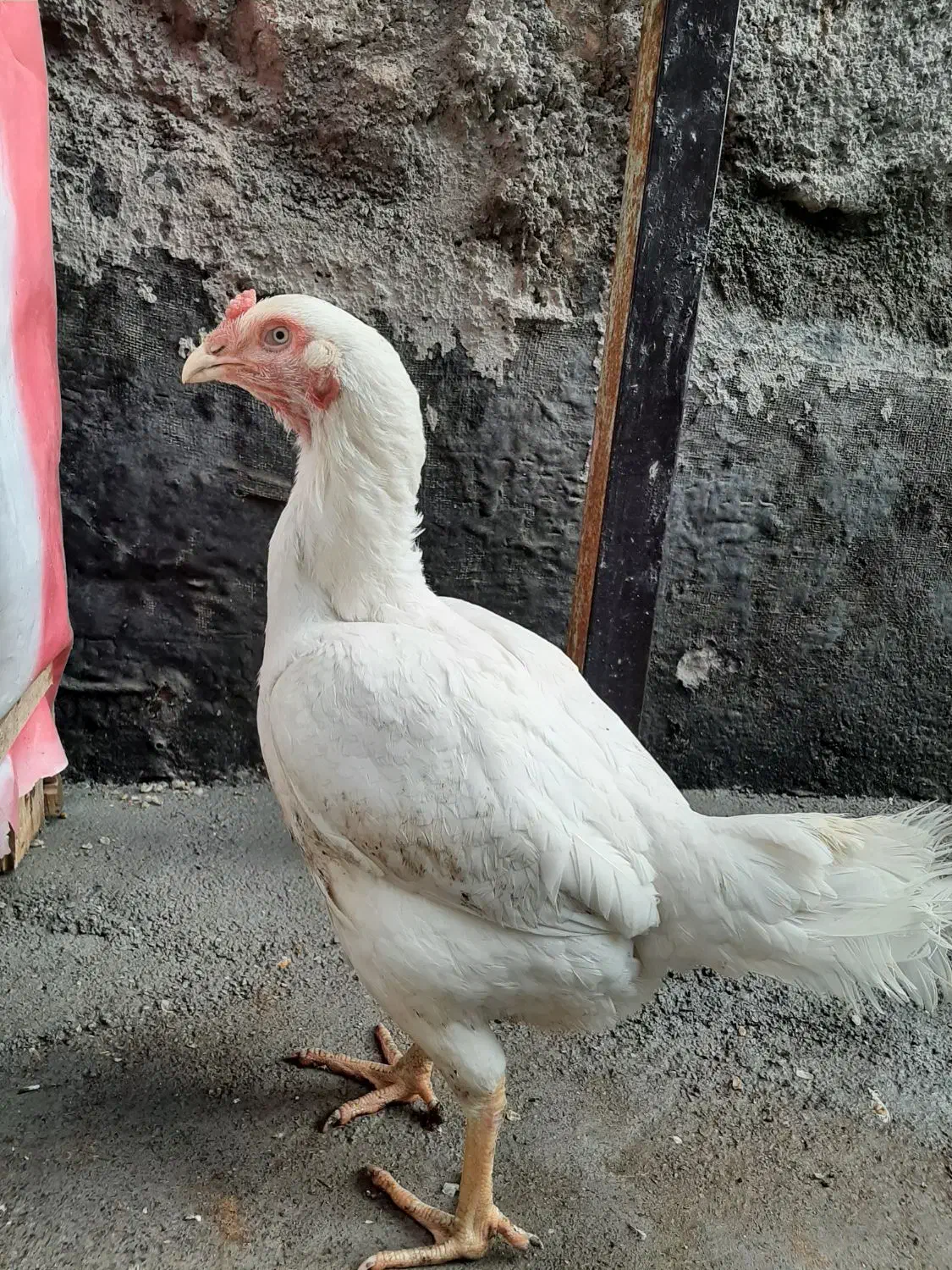 مرغ لاری اصیل|حیوانات مزرعه|صحنه, |دیوار