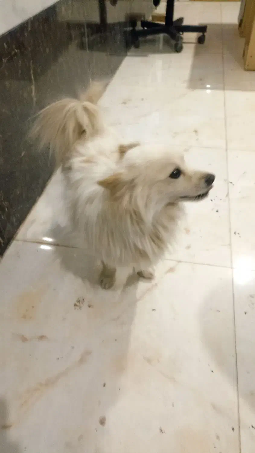 سگ خونگی|سگ|تویسرکان, |دیوار