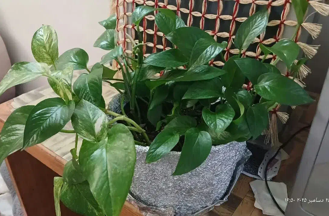 پتوس|گل و گیاه طبیعی|کاشان, الغدیر|دیوار