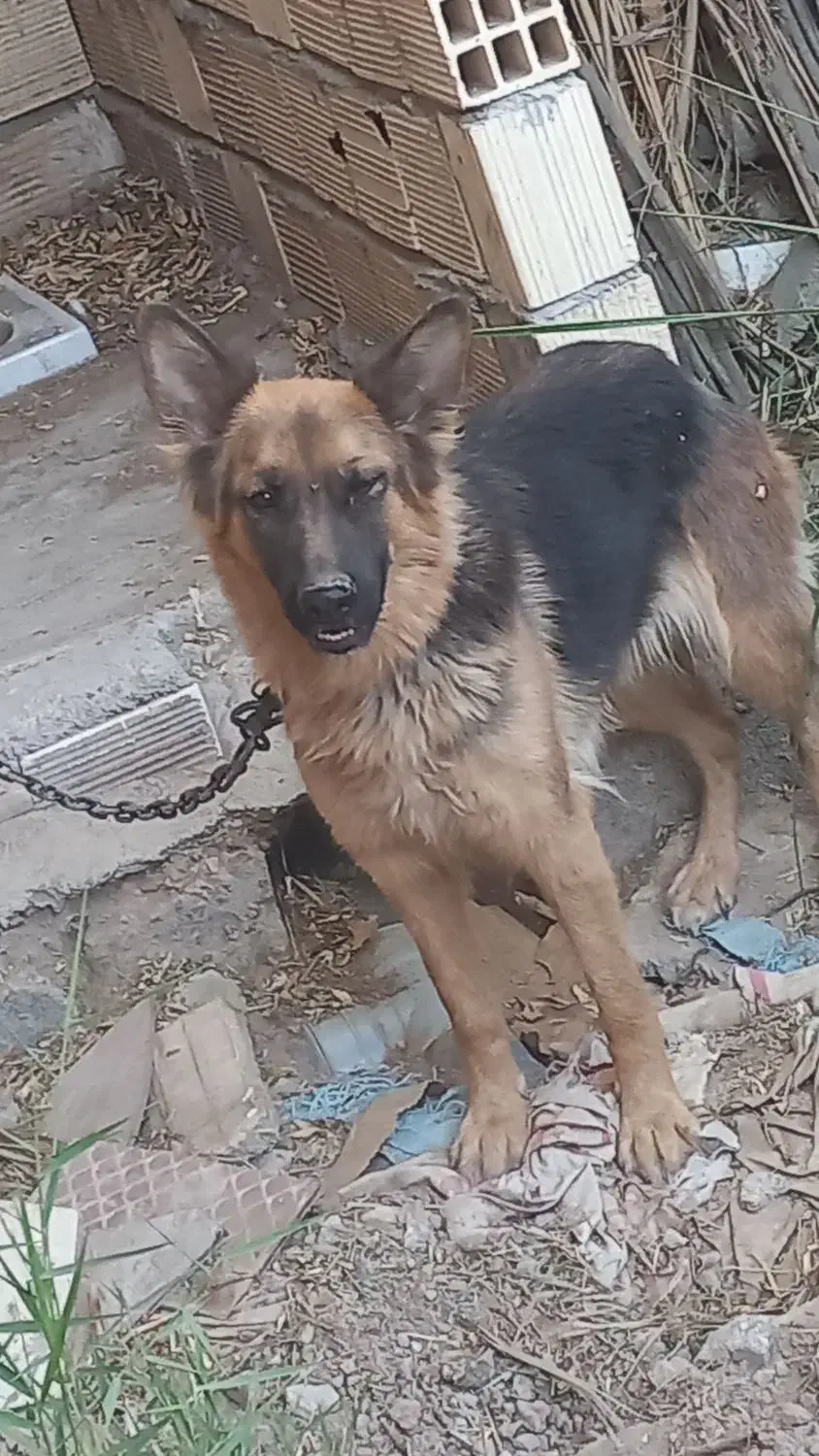 فروشی|سگ|جیرفت, |دیوار