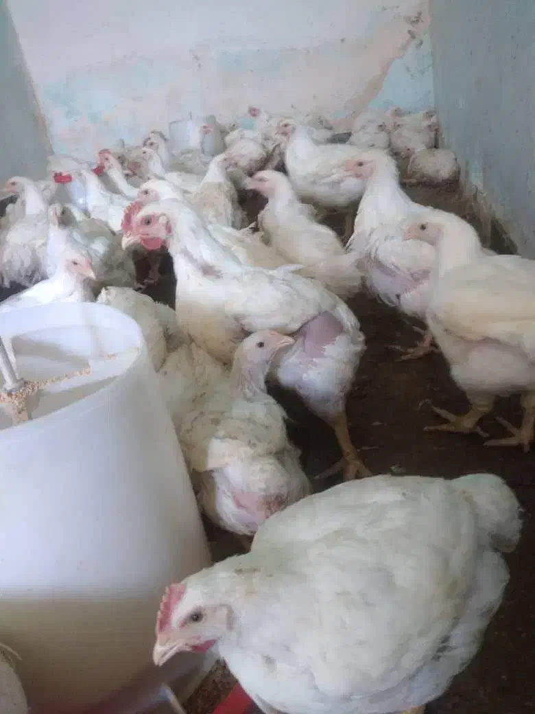 مرغ گوشتی آمل|حیوانات مزرعه|شیراز, شهرک مطهری|دیوار