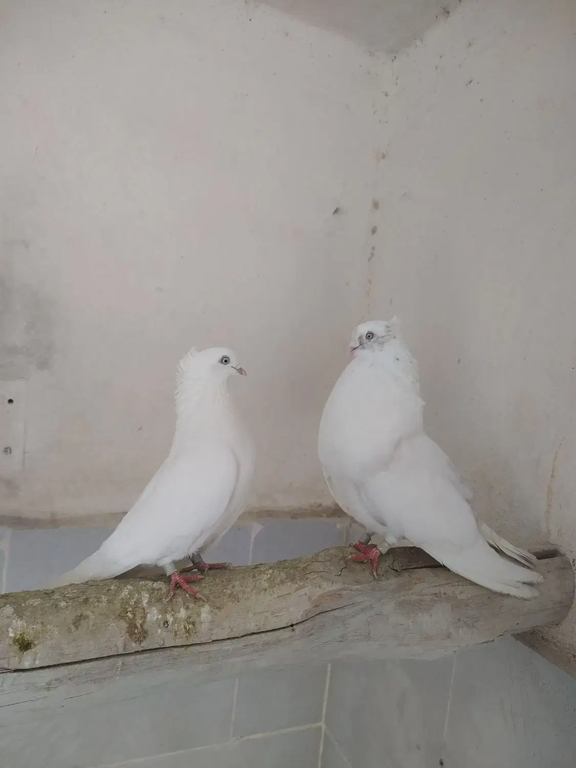 جفت سفید|پرنده|محمدیار, |دیوار