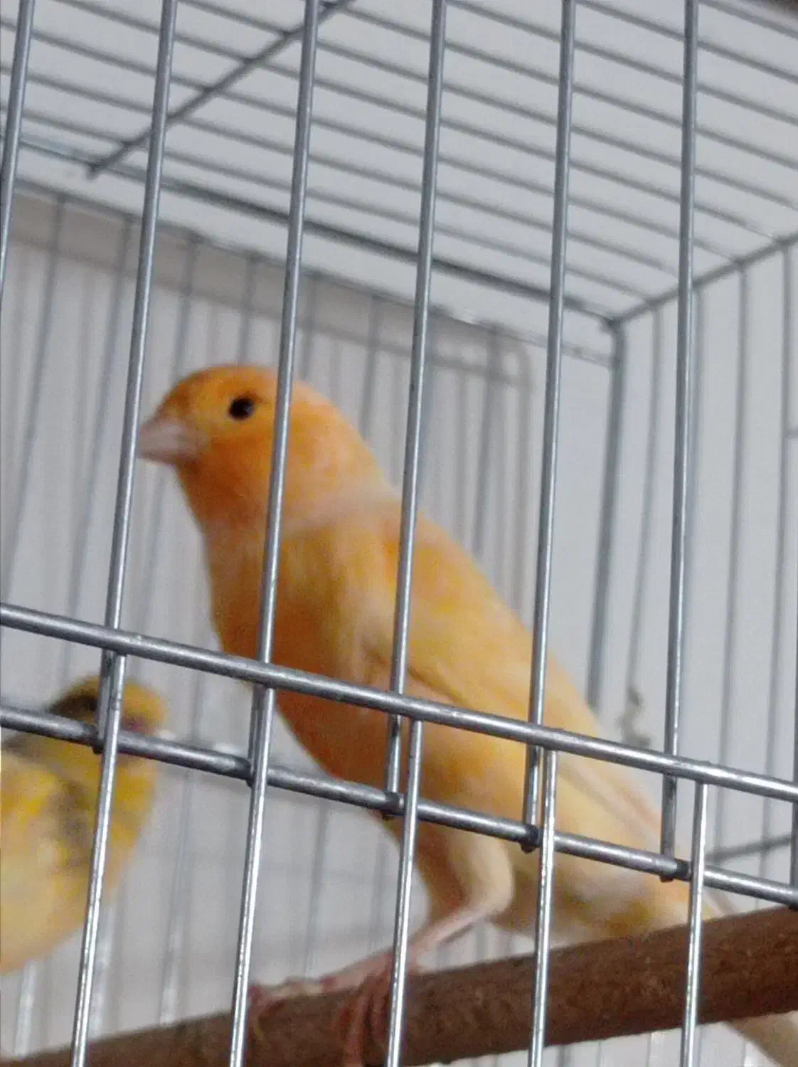 قناری|پرنده|تهران, مشیریه|دیوار