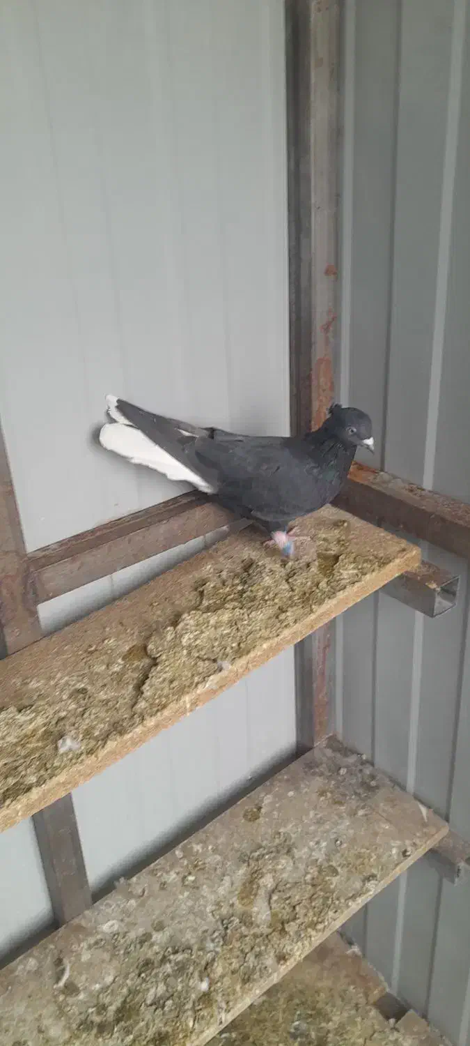 کفتر زاغ دم سفید ،کفتر پلاکی|پرنده|تهران, سعیدآباد|دیوار