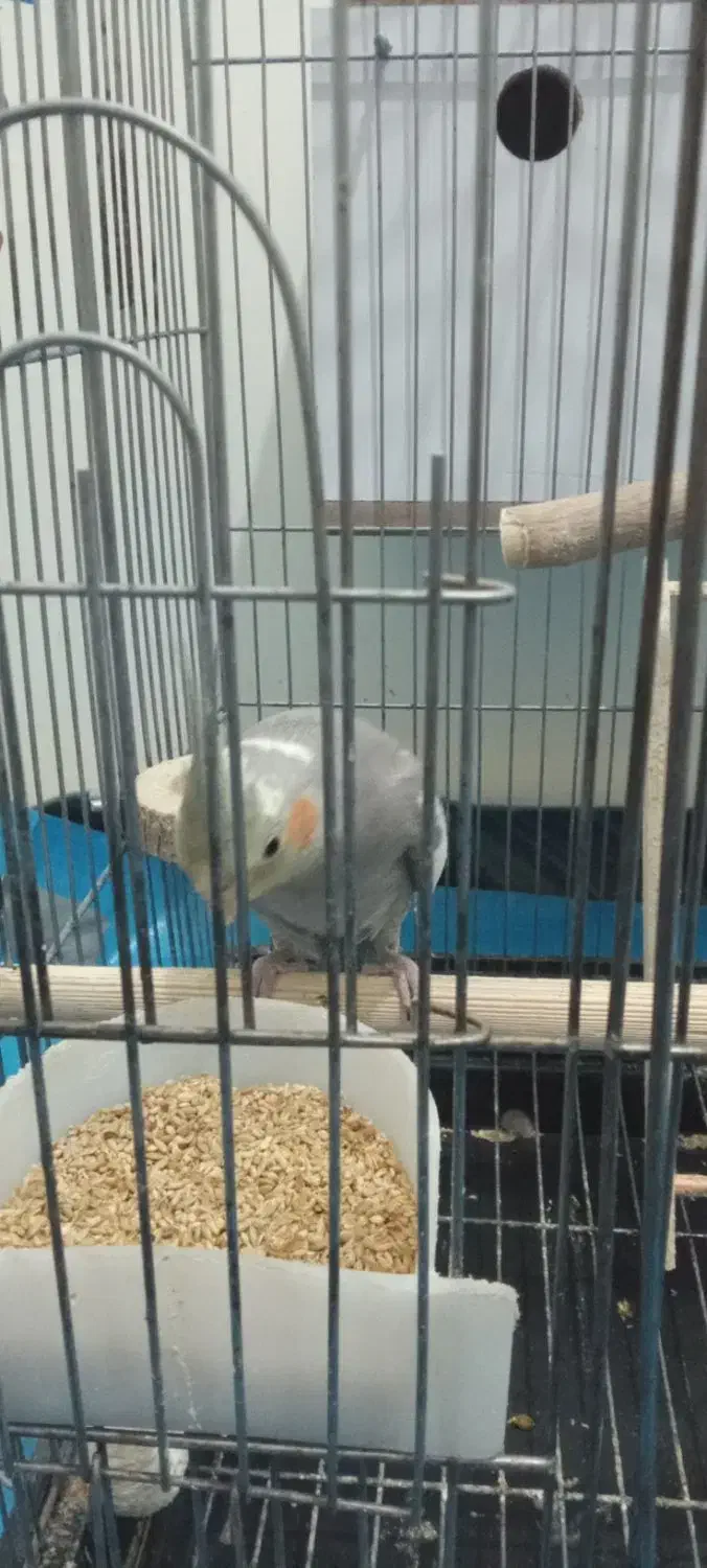 عروس هلندی|پرنده|فشاپویه, |دیوار