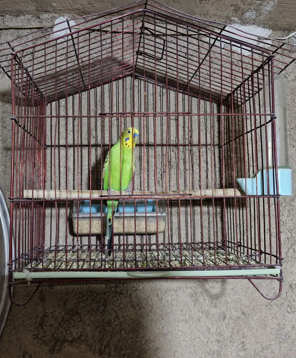 مرغ عشق|پرنده|شیراز, علی آباد|دیوار