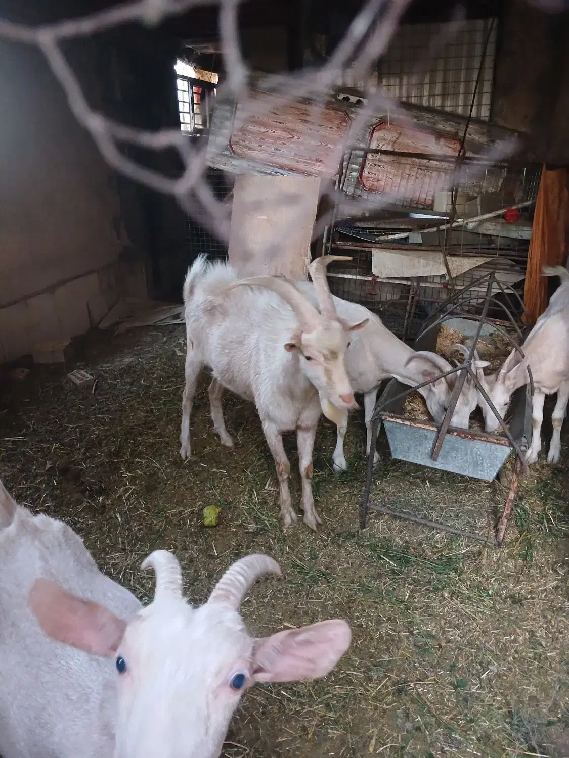 فروش کلار سانن|حیوانات مزرعه|اصفهان, قائمیه|دیوار