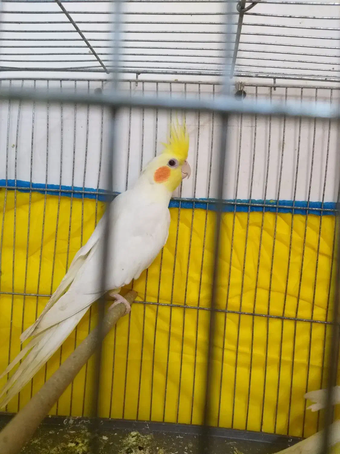 عروس هلندی|پرنده|شوشتر, |دیوار