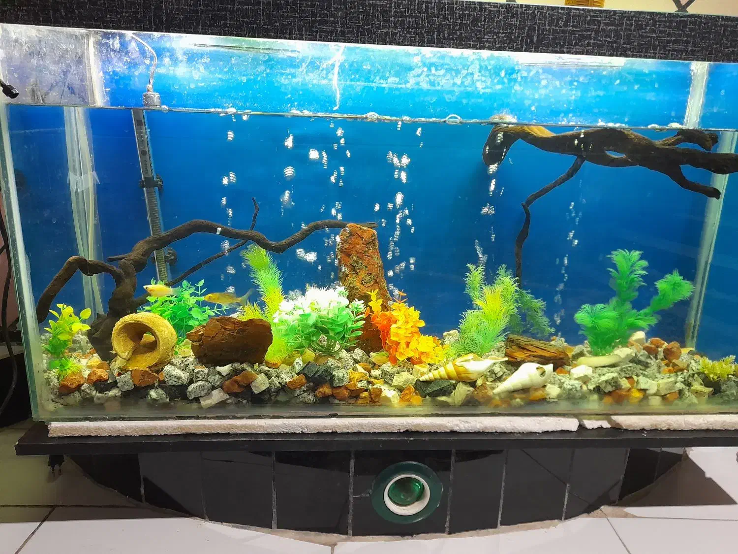 اکواریم  تمیز مخصوص با صلیقه ها|ماهی|دهدشت, |دیوار