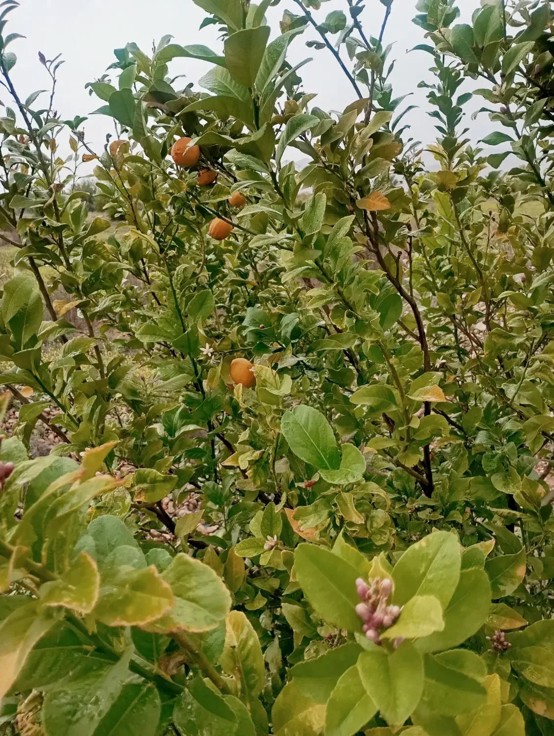 استخدام باغبان|استخدام سرایداری و نظافت|دوگنبدان, |دیوار