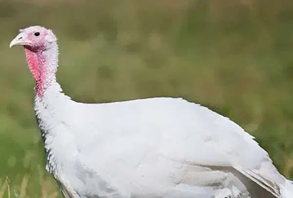 فروشبوقلمون،مرغوخروسلاریومحلی|حیوانات مزرعه|بناب, |دیوار