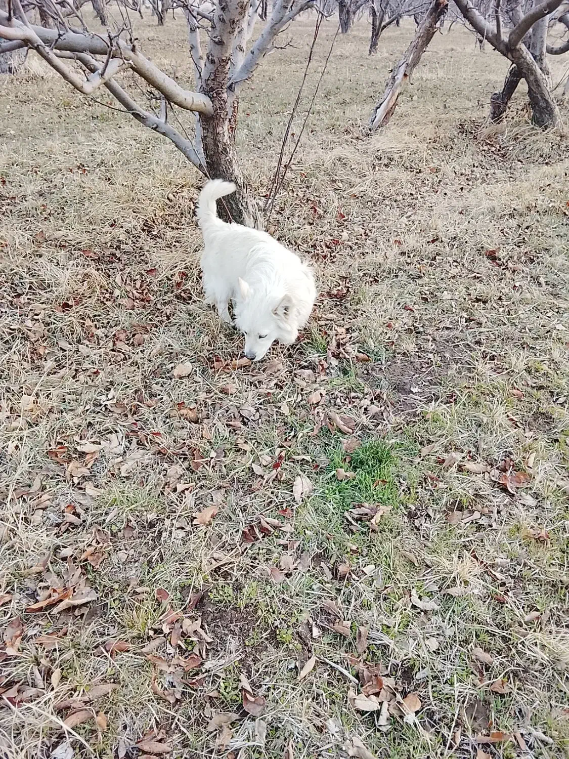 فندی نرو ماده|سگ|مهاباد (آذربایجان غربی), |دیوار