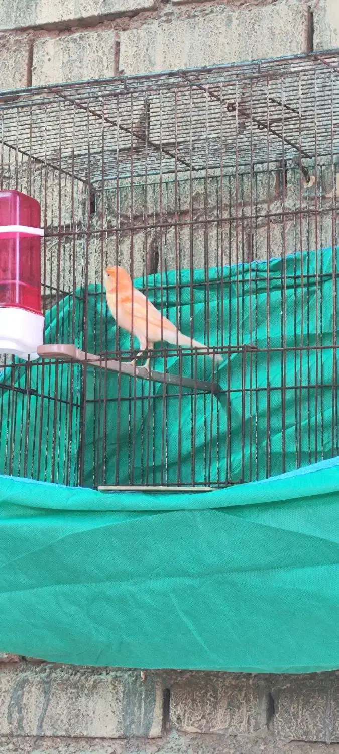 قنارینرمست|پرنده|کارون, |دیوار