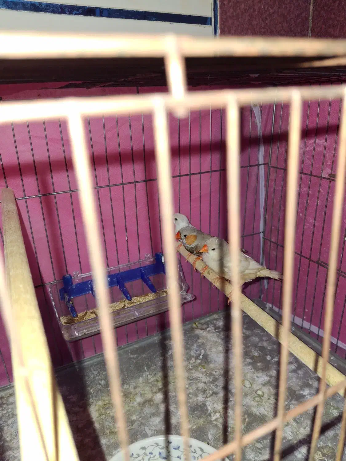 فنچ مولد دو ماده یه نر|پرنده|خان ببین, |دیوار