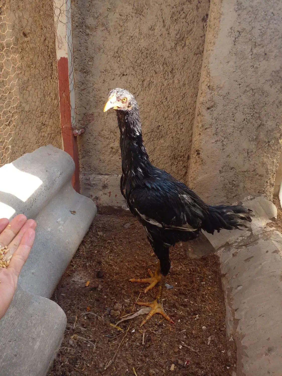 لاری|حیوانات مزرعه|برخوار, |دیوار