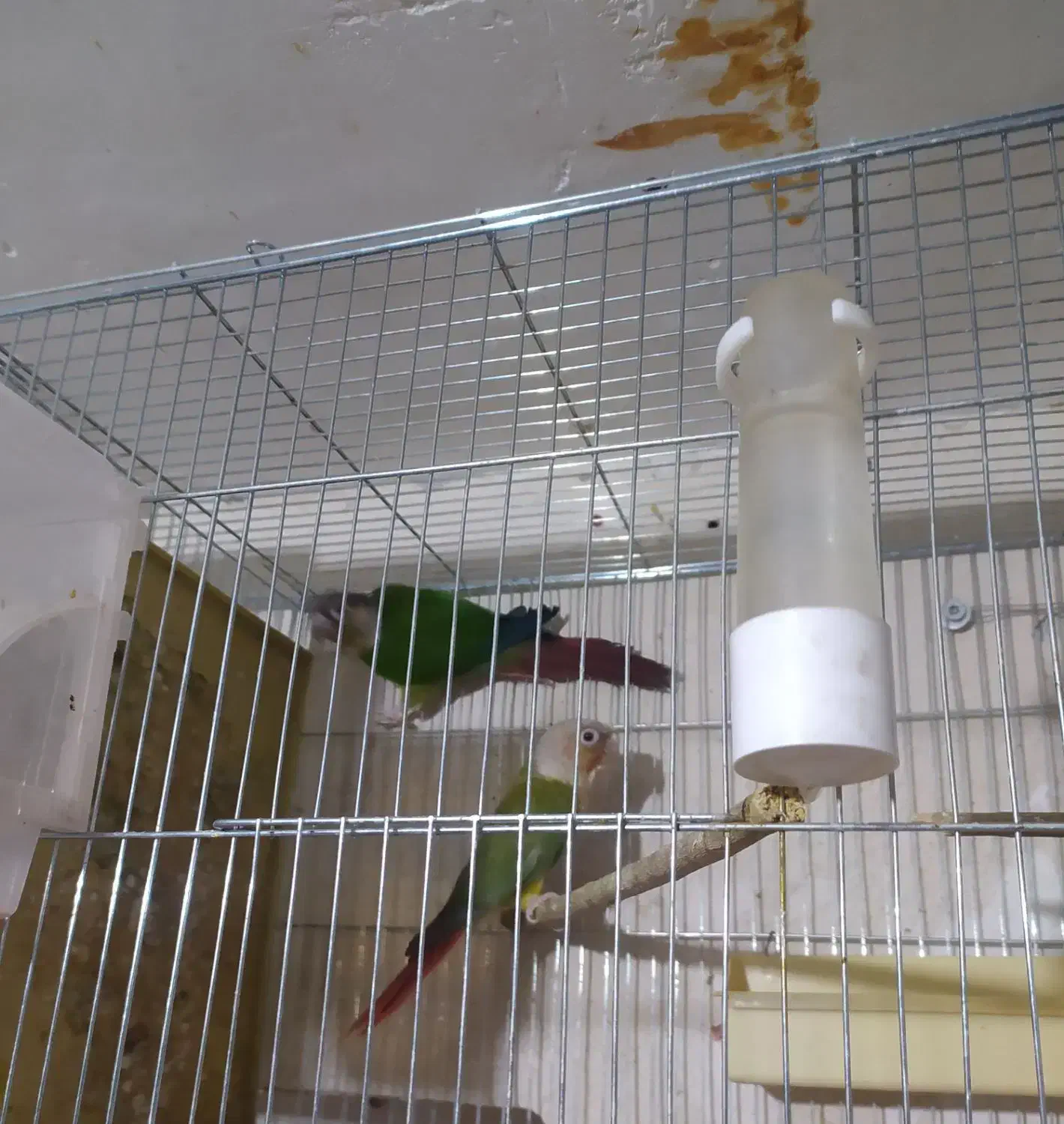 گرینچیک نر معاوضه با گرینچیک ماده|پرنده|تاکستان, |دیوار